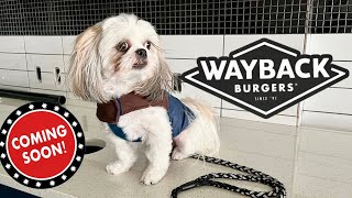 Visiting Mom's Work | Chase The Shih Tzu at Wayback Burgers - Coming soon! by Chase the Shih Tzu 3,190 views 2 years ago 3 minutes, 18 seconds