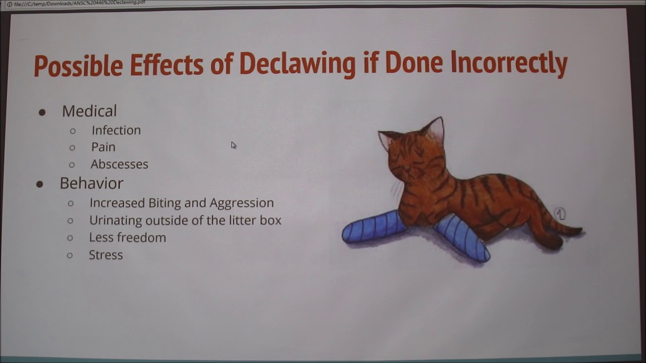 Pros And Cons To Declawing Cats