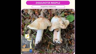 Inosperma erubescnes - Ziegelroter Risspilz