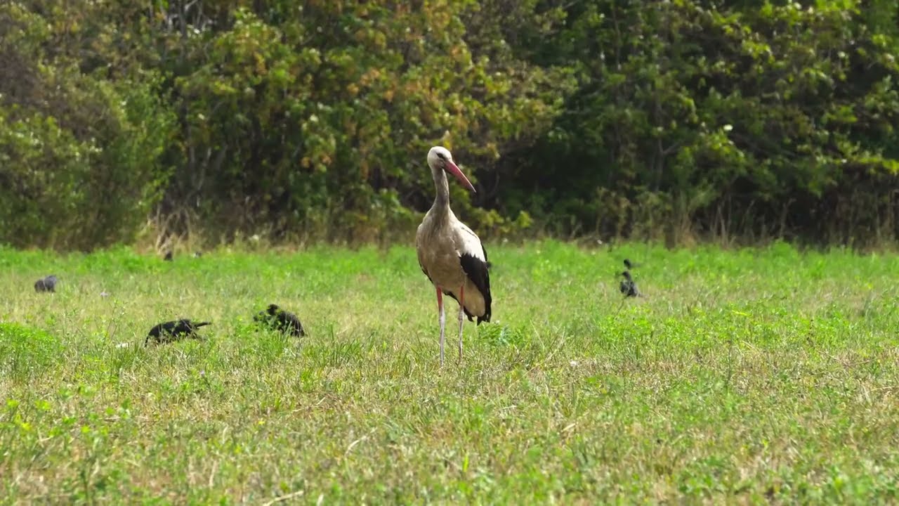 Relaxing Stork Video with Calming Music | Urban Birdwatching in 4K (Sony A6300 + 55-210mm)