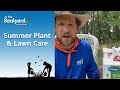 In The Backyard - Summer Plant & Lawn Care