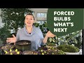 🌷Forced Bulbs - What to do Next🌷