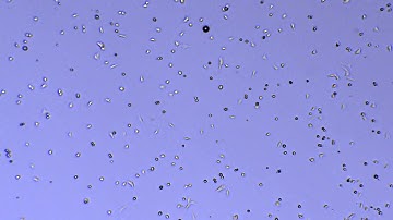 Live Cell Microscope for a Incubator (Prototype) Self Invented