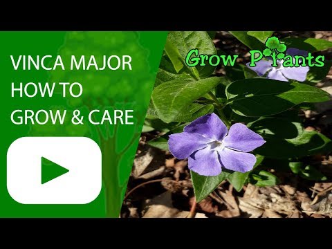 Vinca major plant - How to grow & care