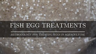 Easy Method for Treating Eggs in Aquaculture