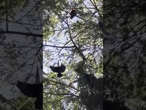 Morador flagra tucanos em árvore no Centro de Maringá