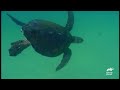 Steve Irwin’s Encounters with Sea Creatures | The Crocodile Hunter | Animal Planet
