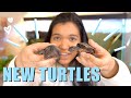 I got six new turtles