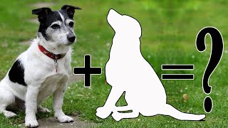 Top 10 Energetic  Jack Russell Terrier Mixes | Jack Russell Terrier Cross Breeds