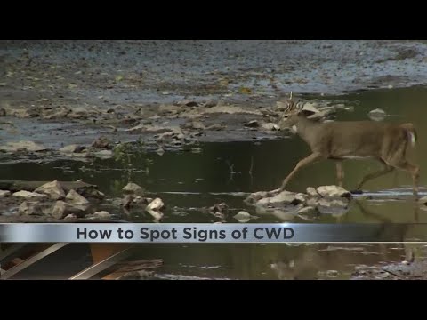 How to Spot