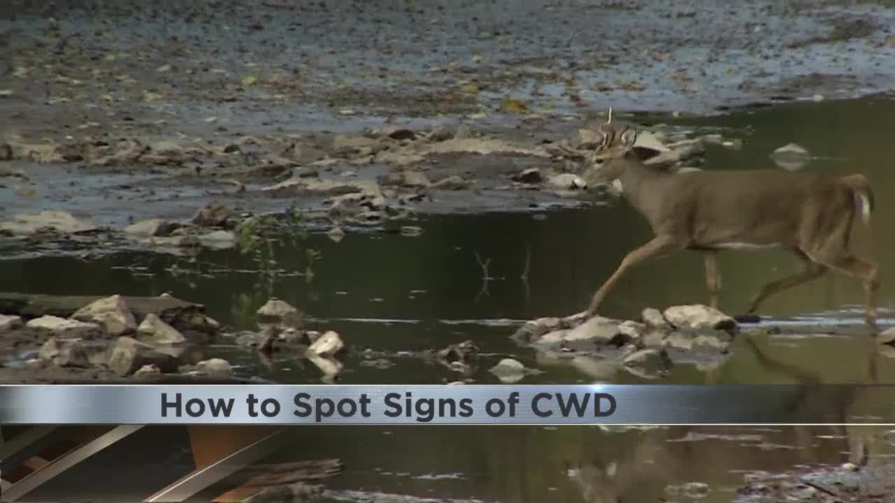 How to Spot Signs of CWD - YouTube