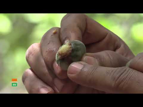 BONNES PRATIQUES AGRICOLES ANADER - CCAK