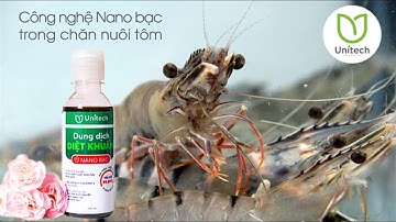 Nuôi tôm thẻ ứng dụng công nghệ cao - Xử lý nguồn nước bằng 100% nano bạc