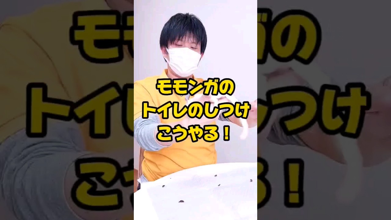 フクロモモンガのトイレのしつけの方法を伝授！【説明欄も必ず見てね】#shorts #ペット  #モモンガ