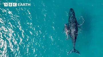 Incredible Tech-Based Approaches That Help Protect Wildlife | Save Our Species | BBC Earth Science