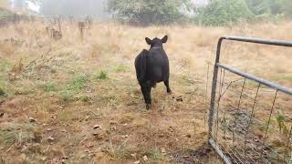 lowline angus "aberdeen" heifers