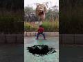 t rex chase dinosaur attack dinosaur Jurassic park #shorts #youtubeshorts #dinosaur