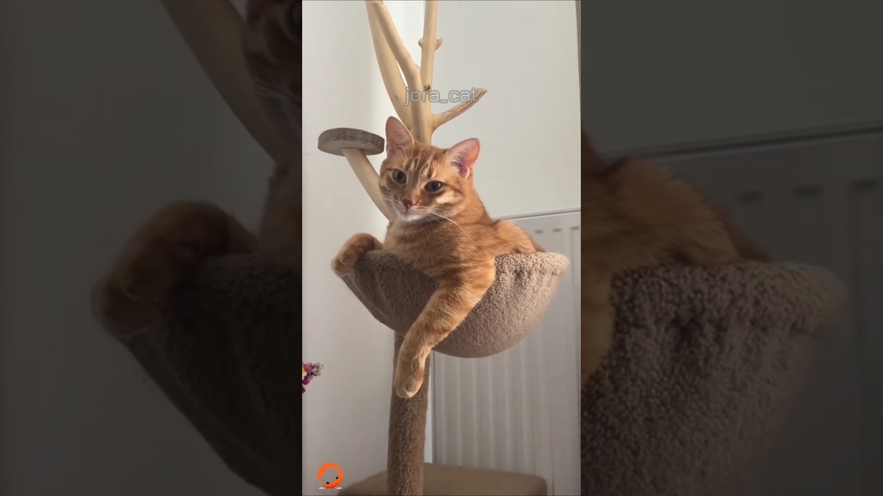 CATS FUNNY CUTE VIDEOS 🐾 093 #video #cat #cute #kitten #funny