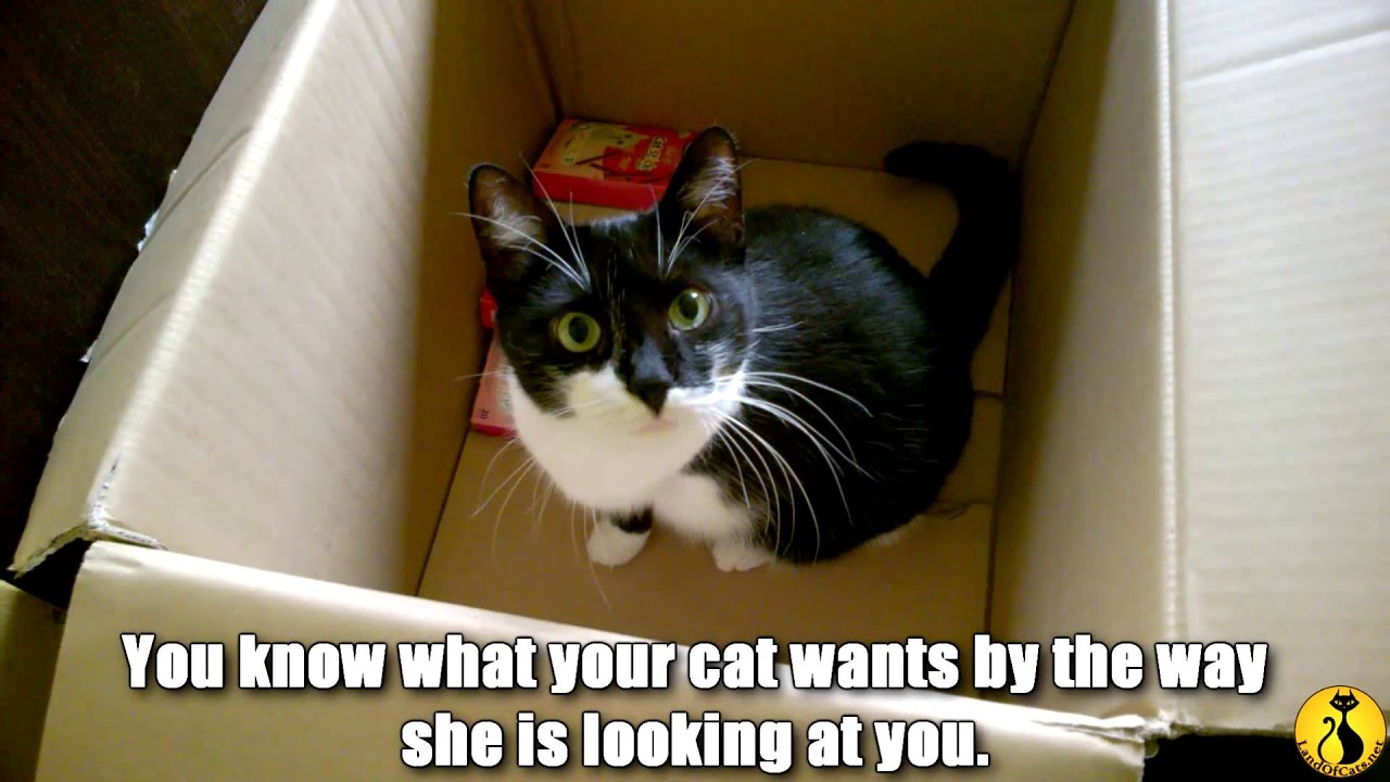 cats inn How do you know if you are a cat person?