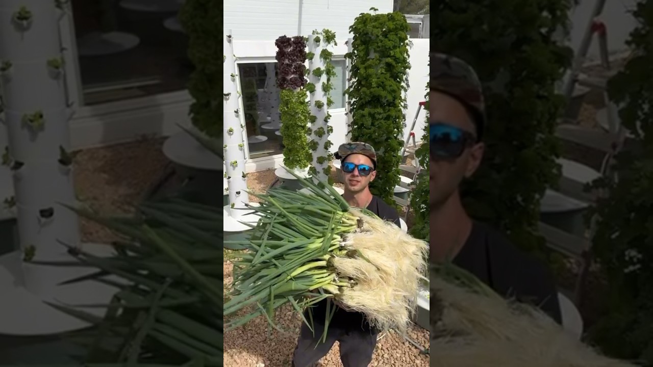 264 стебля зеленого лука собраны с одной аэропонной башни. 