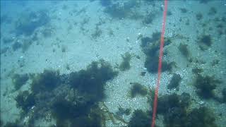 堤防からの水中撮影　カメラを投げ竿で投げてみた　魚影なし　20200219