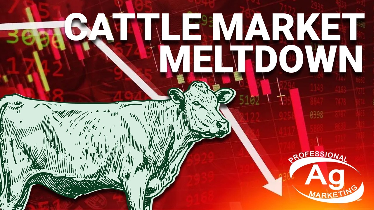 Cattle Market Meltdown | Cattle Talk February 27th, 2026