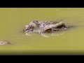 Crocodile Attacks! | Frontier Borneo Season 1 - Episode 1 | Full Episode