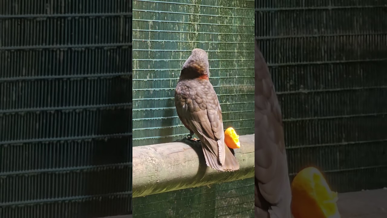 Kaka parrot checks out fruits 