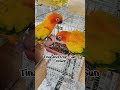 Sun conure eating seeds and fruits