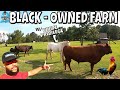 BLACK OWNED FARM WITH PRIVILEGE IN NORTH CAROLINA | 26 ACRES OF LAND & FEEDING LIVESTOCK