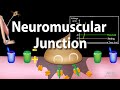 Neuromuscular junction animation