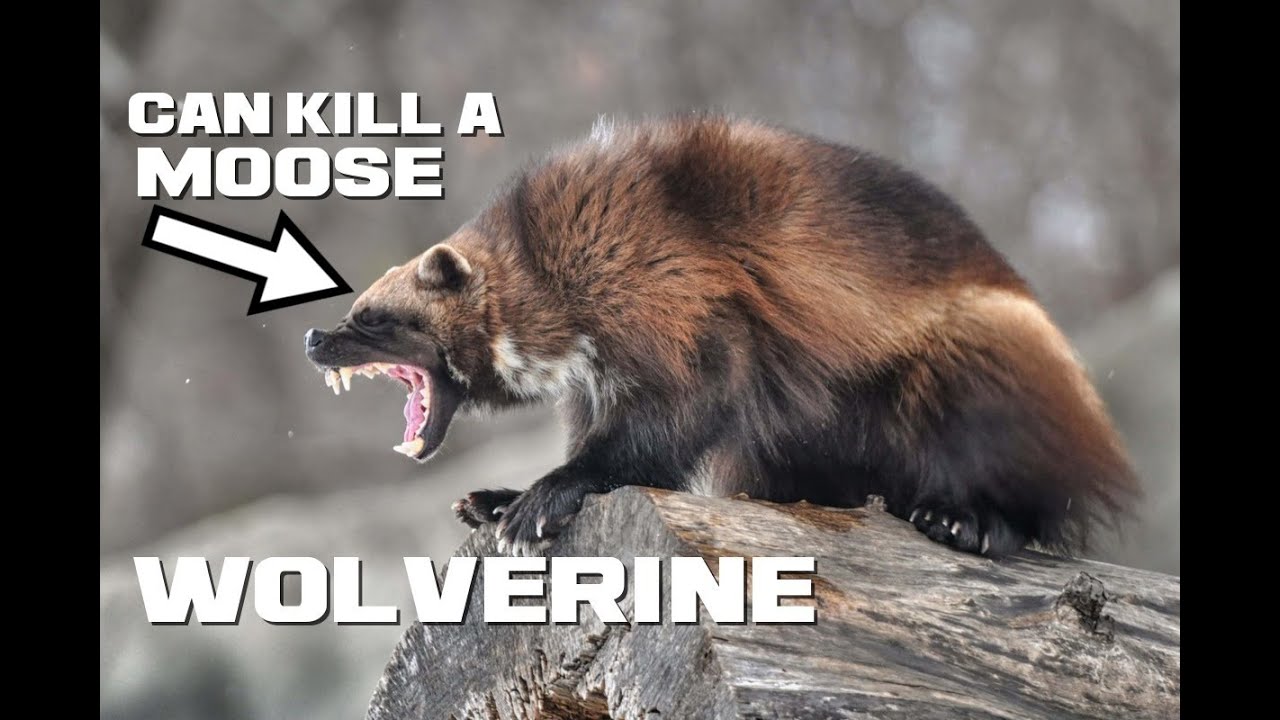 Wolverine Facts - The Northern Furry Fury - Animal a Day W Week - YouTube