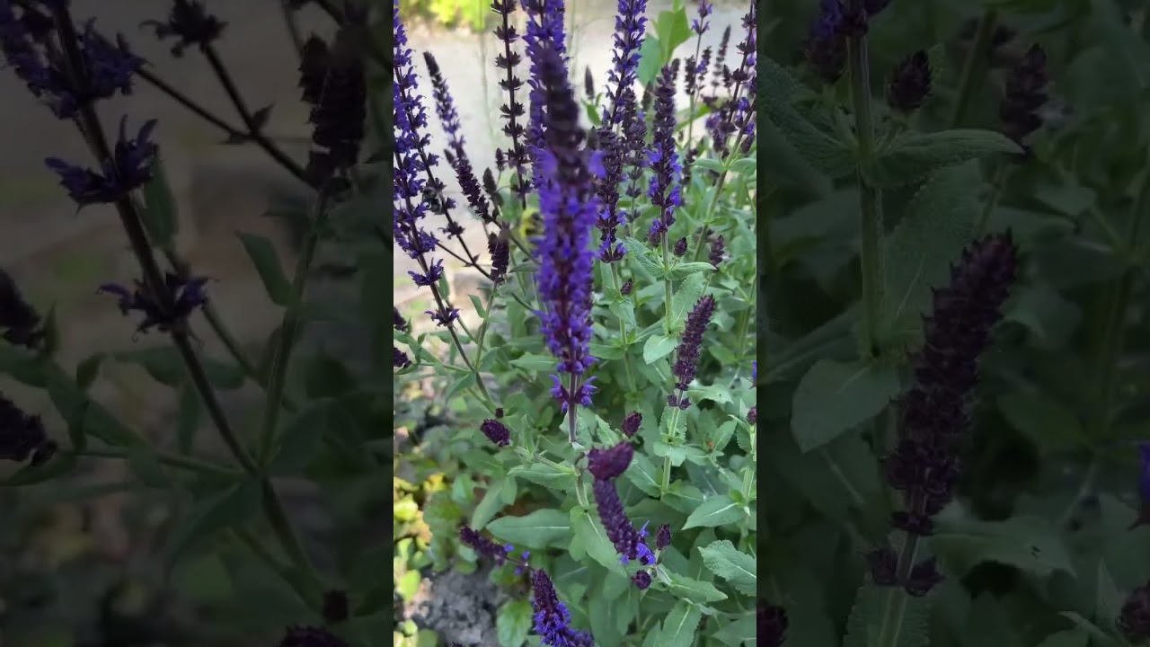 Buzz, buzz, buzz, goes the bee, bee, bee | 