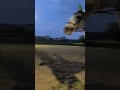 jumping session #shorts  #horse