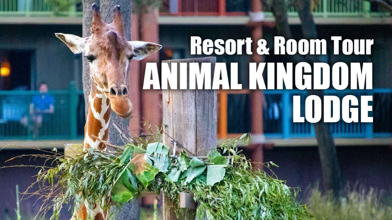 Disney's Animal Kingdom Lodge Club Level Resort & Room Tour (2019