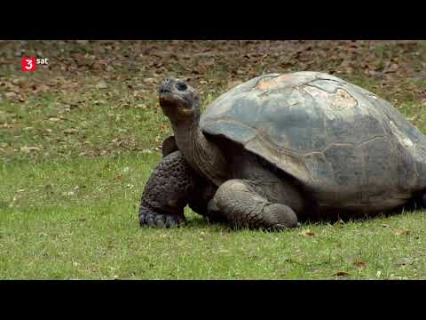 Video: Die größte Schildkröte - Beschreibung, Merkmale und Lebensraum