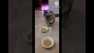 Catnip tea for the cat by RR Remines Vlog 468 views 1 year ago 6 minutes, 6 seconds