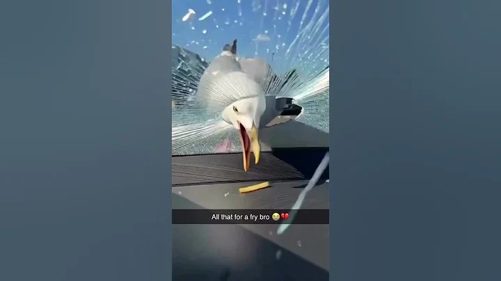 Seagull destroys car to get fry #funny #cars #memes #ai #trending #shorts #seagulls #expensive #fail