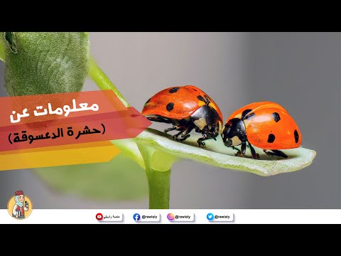 فيديو: ما اسم الخنفساء الحمراء بالنقاط السوداء؟