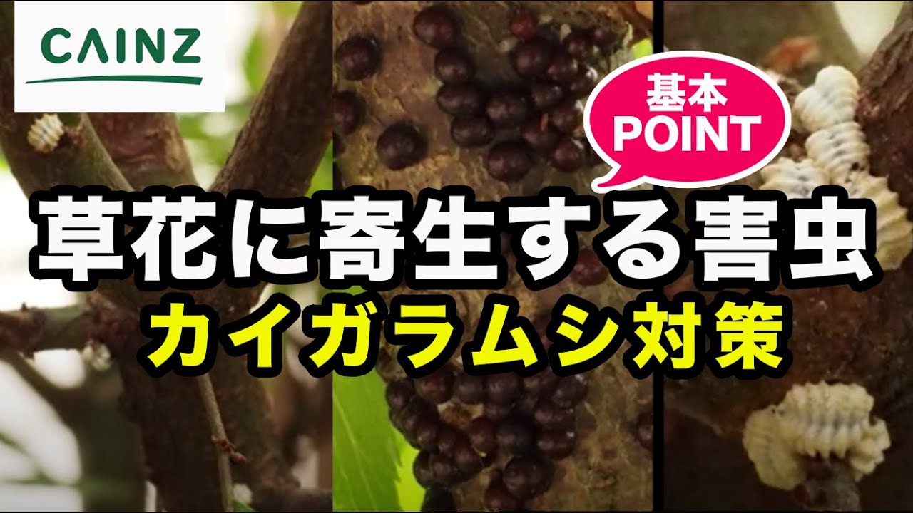 カイガラムシ対策 害虫駆除 草花に寄生する害虫 Youtube