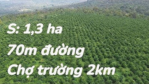 Cách chợ, trường 2km, 70m đường, khu dân cư, kẹt tiền, cần bán gần 1,3 ha trồng kín hồ tiêu, cà phê