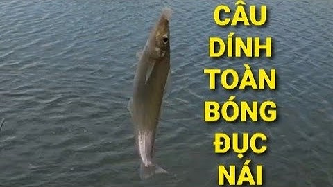 Câu cá bóng đục, đi tìm những chú bóng đục to bự || Câu cá thiên nhiên
