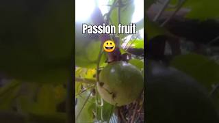 Passion fruit 😀 please SUBSCRIBE😔🙁  #villagelife #passion #fruit #india #unitedstates #uk #viral