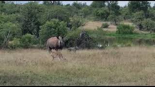 Rhino Mother defends baby from Leopard