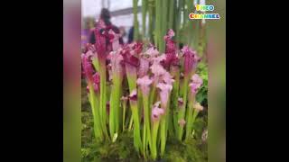 Dato’Rizalman,Masuk Flower Show Rm 1.500