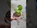 Stop Growing Pothos in Water! Do This Instead 😱 #gardening #gardeningtips #viralshorts