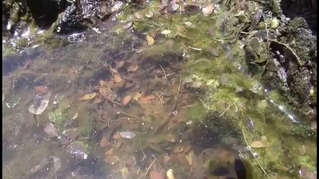 WHOA! wild DESERT sea monkeys! lazarus tanks in arizona YouTube