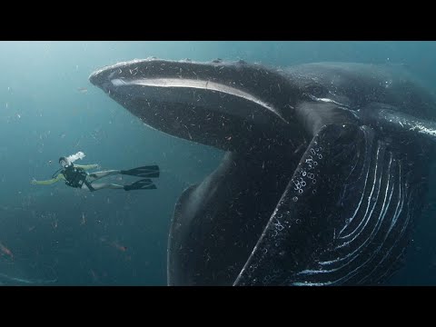 Vidéo: Une Baleine Peut-elle Avaler Une Personne - Vue Alternative