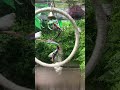 Канарейки самые прекрасные птички они так радуются большая пространство🥺❤️‍🔥#подпишись #канарейка