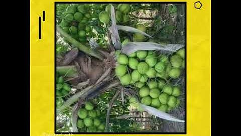 Dừa Xiêm Xanh Lùn